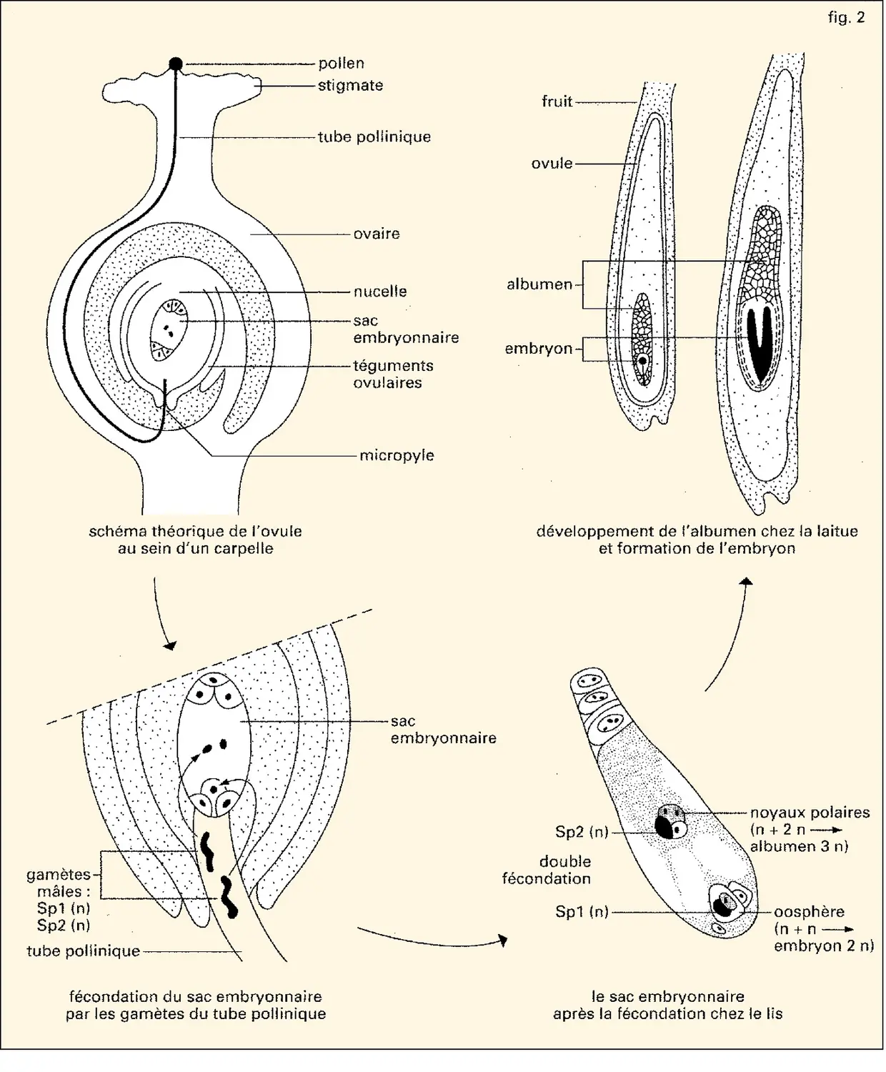 Sac embryonnaire des Angiospermes