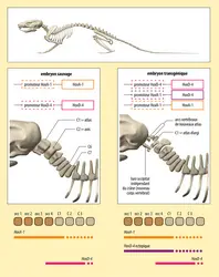 Conséquences de changements dans l'expression de gènes homéotiques - crédits : Encyclopædia Universalis France ; modèle 3D fourni par Shutterstock 