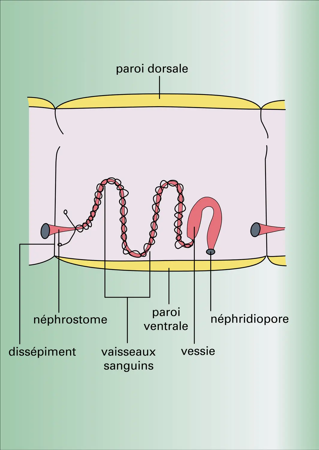 Métanéphridies des Annélides - vue 1