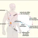 Schéma thérapeutique d’une vaccination anticancer - crédits : Encyclopædia Universalis France