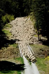 Moutons de Nouvelle-Zélande - crédits : Paul Chesley/ Getty Images