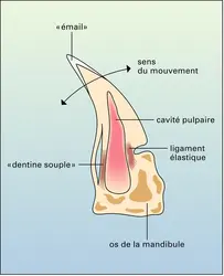 Dent rabattable d'un Merlucius - crédits : Encyclopædia Universalis France