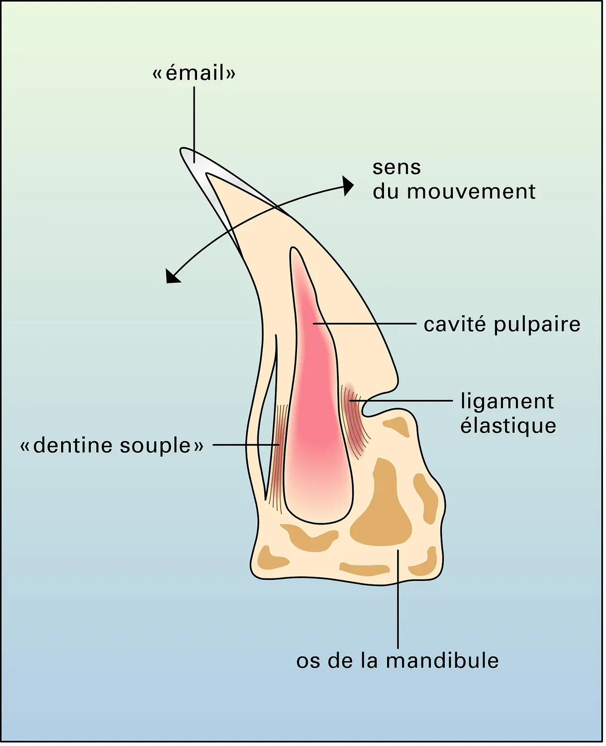 Dent rabattable d'un Merlucius