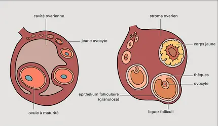 Ovaire d'un Reptile et d'un Mammifère - crédits : Encyclopædia Universalis France