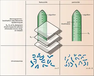 Festicoïde et Panicoïde - crédits : Encyclopædia Universalis France