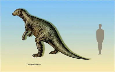 Camptosaurus - crédits : Encyclopædia Universalis France