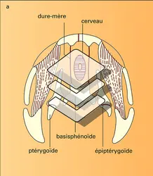 Pélycosaurien, Thérapside et Mammifère : crânes - crédits : Encyclopædia Universalis France