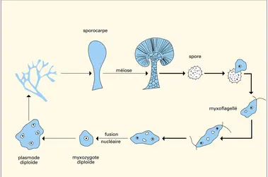 Myxomycètes : cycle de développement - crédits : Encyclopædia Universalis France