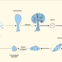 Myxomycètes : cycle de développement - crédits : Encyclopædia Universalis France