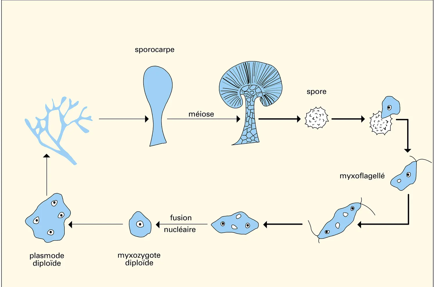 Myxomycètes : cycle de développement