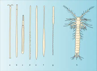 Invertébrés de la faune interstitielle - crédits : Encyclopædia Universalis France