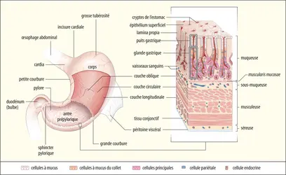 Morphologie et histologie de l’estomac - crédits : Encyclopædia Britannica