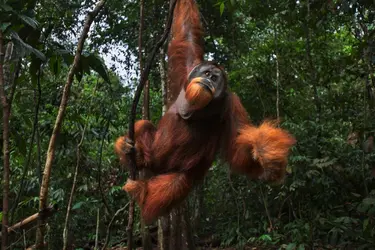 Orang-outan - crédits : Anup Shah/ Stone/ Getty Images