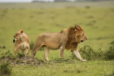 Lions - crédits : EEI_Tony/ Fotosearch LBRF/ Age Fotostock