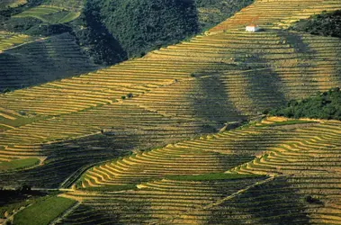 Vignobles au Portugal - crédits : James Strachan/ The Image Bank/ Getty Images