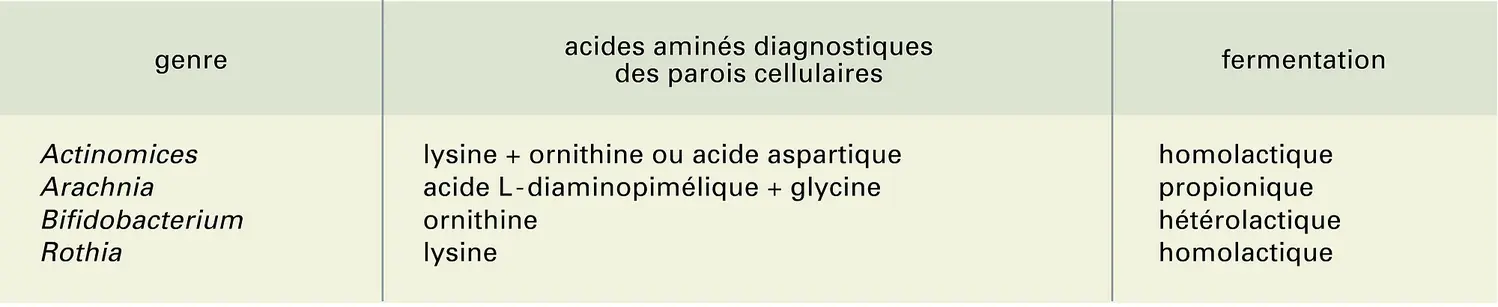 Actinomycètes anaérobies