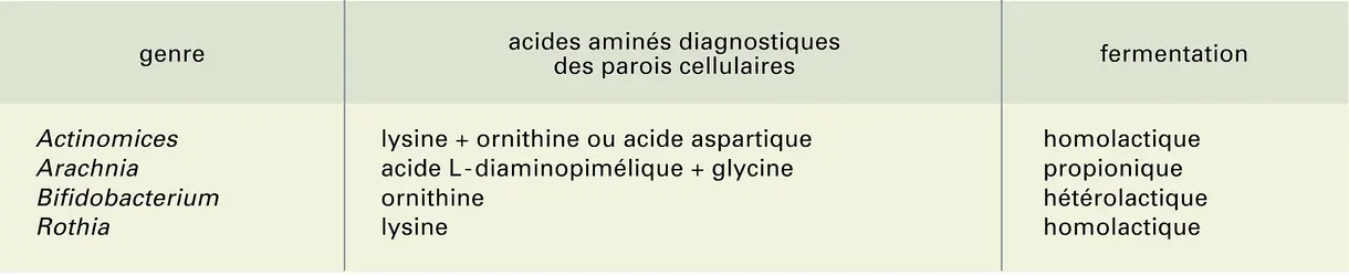 Actinomycètes anaérobies - crédits : Encyclopædia Universalis France