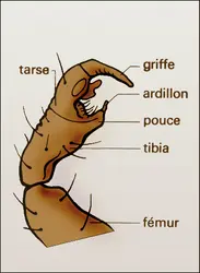 Patte antérieure - crédits : Encyclopædia Universalis France
