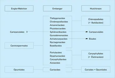 Systématique - crédits : Encyclopædia Universalis France