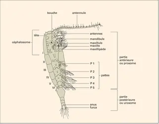 Copépodes : calanoïde - crédits : Encyclopædia Universalis France