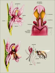 Orchis maculata : fleur et mécanisme de pollinisation - crédits : Encyclopædia Universalis France