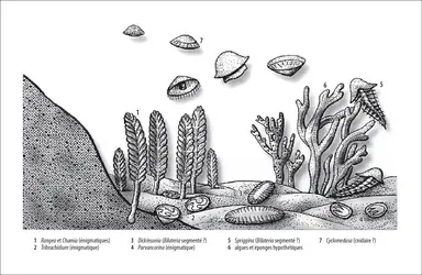 Faune d'Ediacara - crédits : Encyclopædia Universalis France