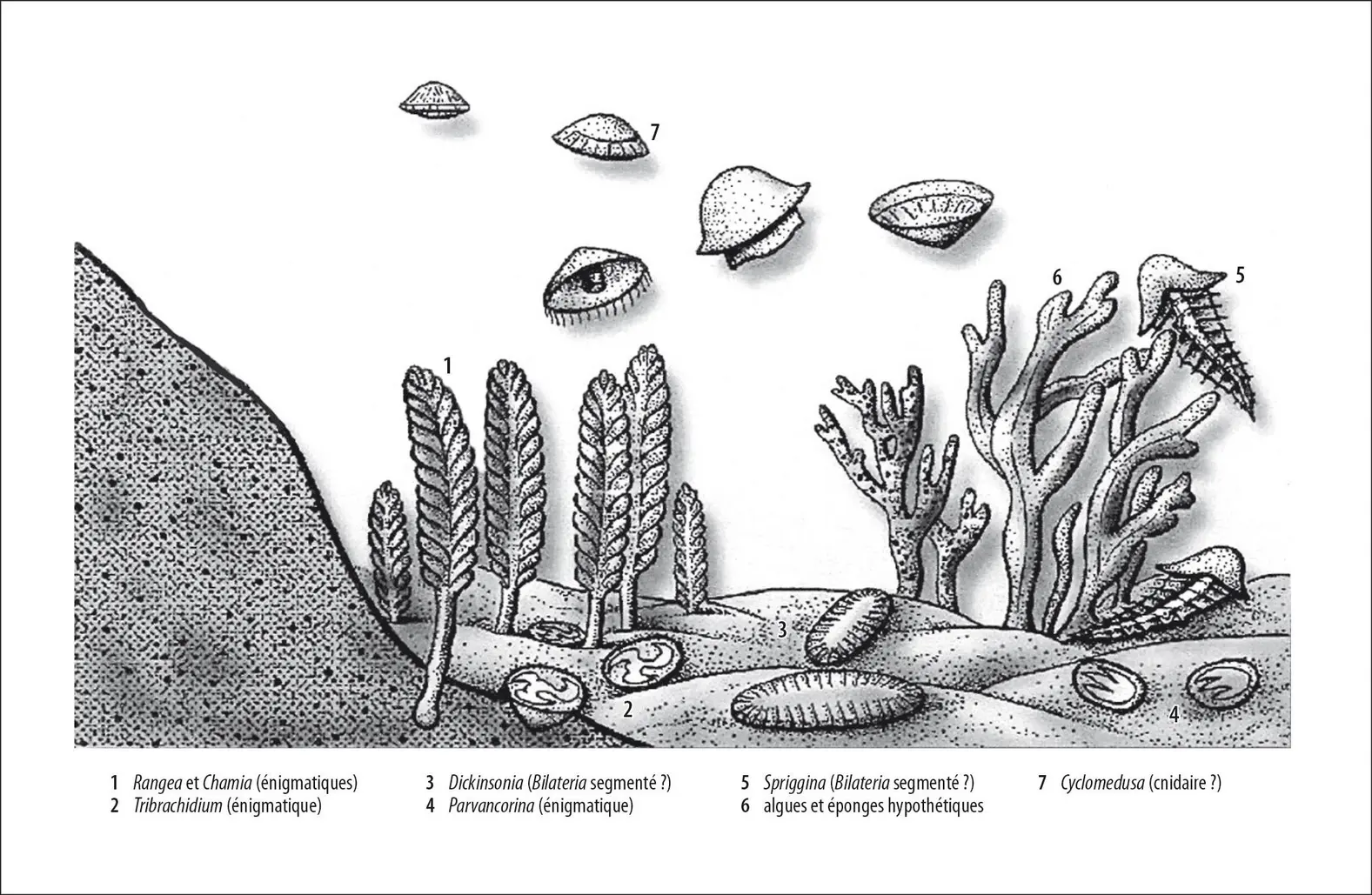 Faune d'Ediacara