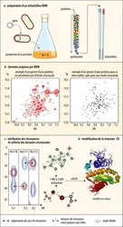 Détermination d’une structure tridimensionnelle par résonance magnétique nucléaire - crédits : images et conception : B Bersch/ Institut de biologie structurale ; adaptation : EUF