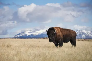 Bison d'Amérique - crédits : Cavan Images/ Gatty Images