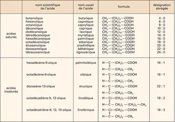 Acides gras usuels - crédits : Encyclopædia Universalis France