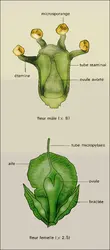 Welwitschia mirabilis : fleurs - crédits : Encyclopædia Universalis France