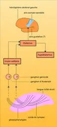 Voies gustatives - crédits : Encyclopædia Universalis France