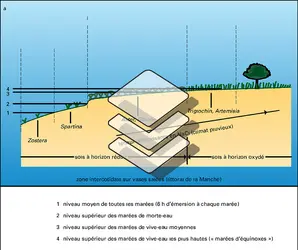 Végétation côtière : zonation en fonction du substrat - crédits : Encyclopædia Universalis France