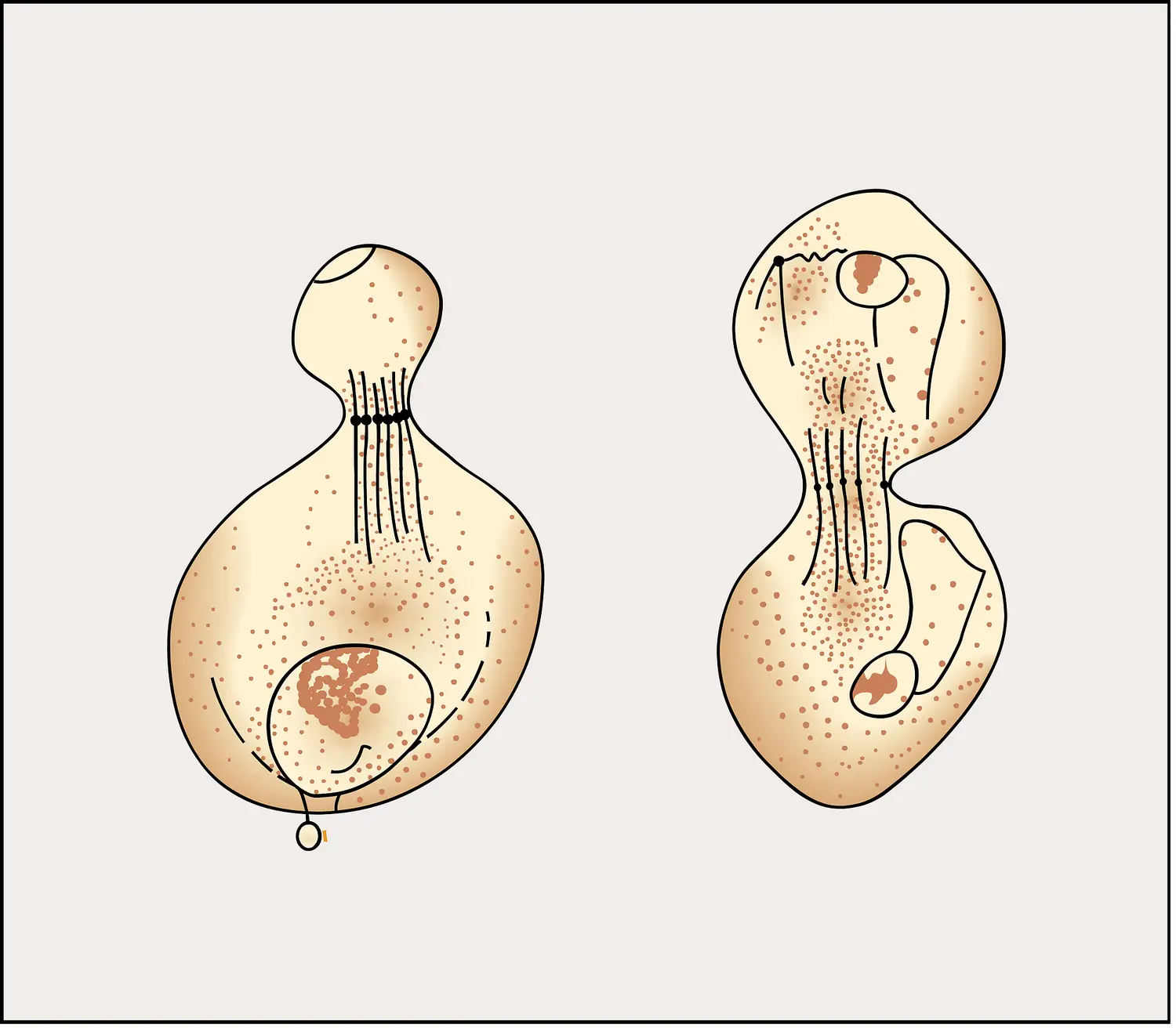 Spermatogenèse de la guêpe
