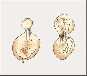 Spermatogenèse de la guêpe - crédits : Encyclopædia Universalis France