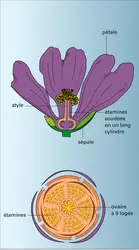 Malva sylvestris : fleur - crédits : Encyclopædia Universalis France