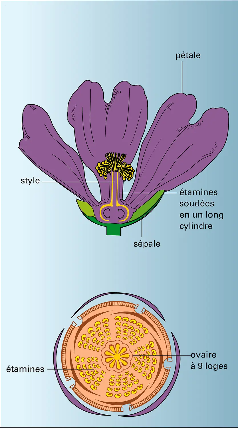 Malva sylvestris : fleur