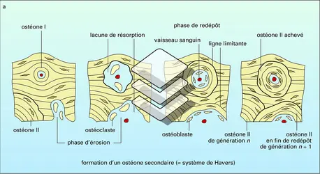 Ostéones secondaires - crédits : Encyclopædia Universalis France