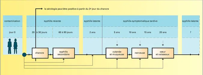 Évolution de la syphilis acquise non traitée - crédits : Encyclopædia Universalis France