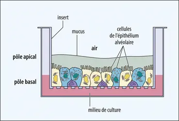 Culture <em>air-liquid interface</em> de cellules épithéliales bronchiques - crédits : Encyclopædia Universalis France