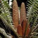 Cycas (cônes mâles) - crédits : De Agostini/ Getty Images