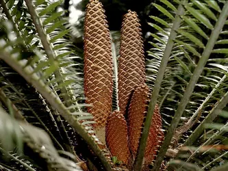 Cycas (cônes mâles) - crédits : De Agostini/ Getty Images