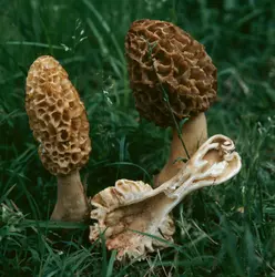 Morilles - crédits : De Agostini/ Getty Images