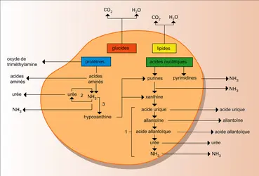 Métabolisme des molécules organiques - crédits : Encyclopædia Universalis France