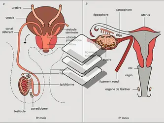 Développement sexuel chez l'homme et la femme - crédits : Encyclopædia Universalis France