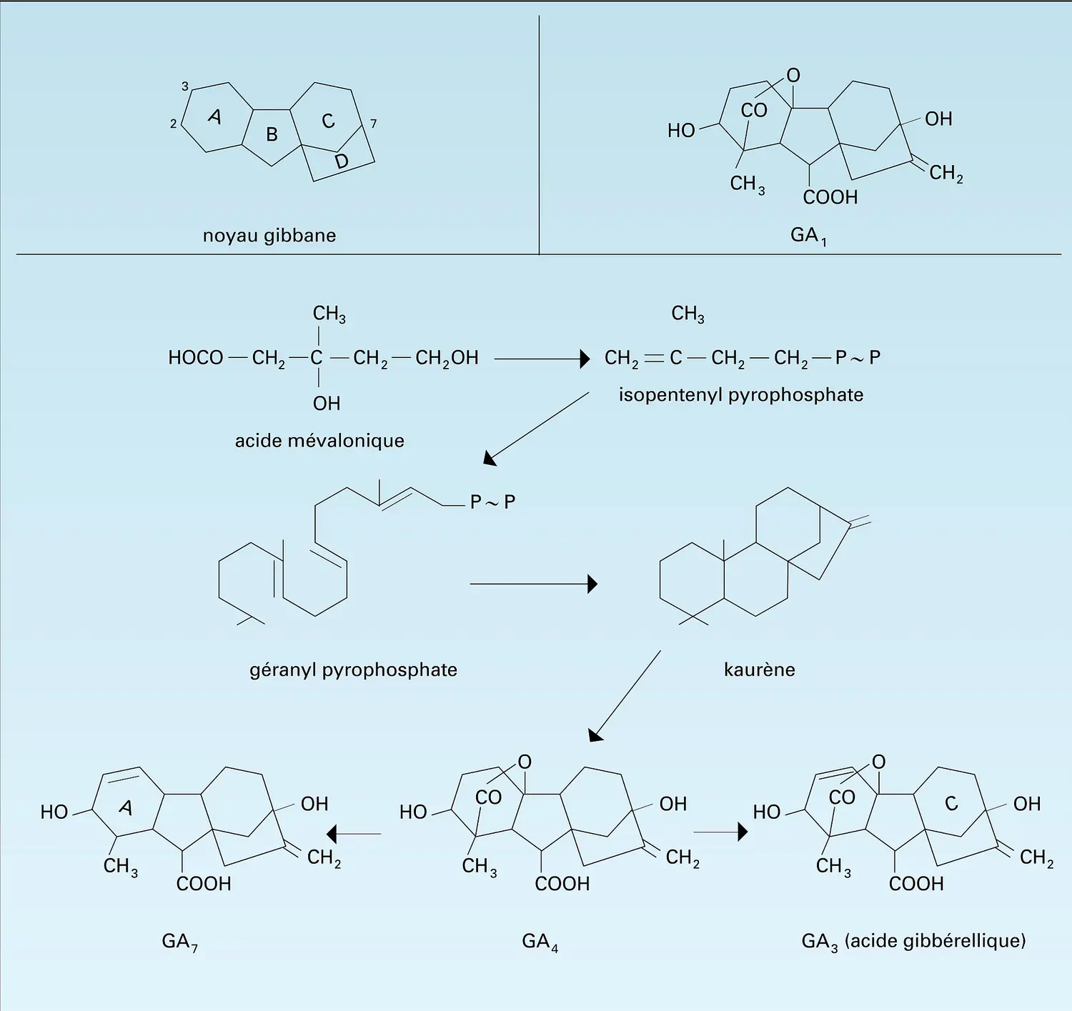 Structure et biosynthèse