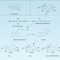 Structure et biosynthèse - crédits : Encyclopædia Universalis France