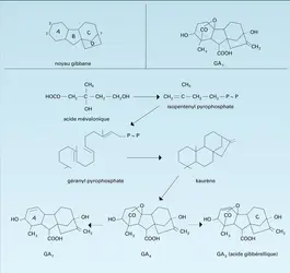 Structure et biosynthèse - crédits : Encyclopædia Universalis France