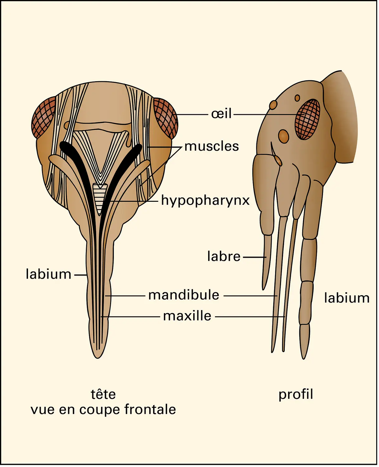 Hémiptère : pièces bucales