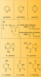 Hétérocycles di- et polyhétéroatomiques à six chaînons - crédits : Encyclopædia Universalis France